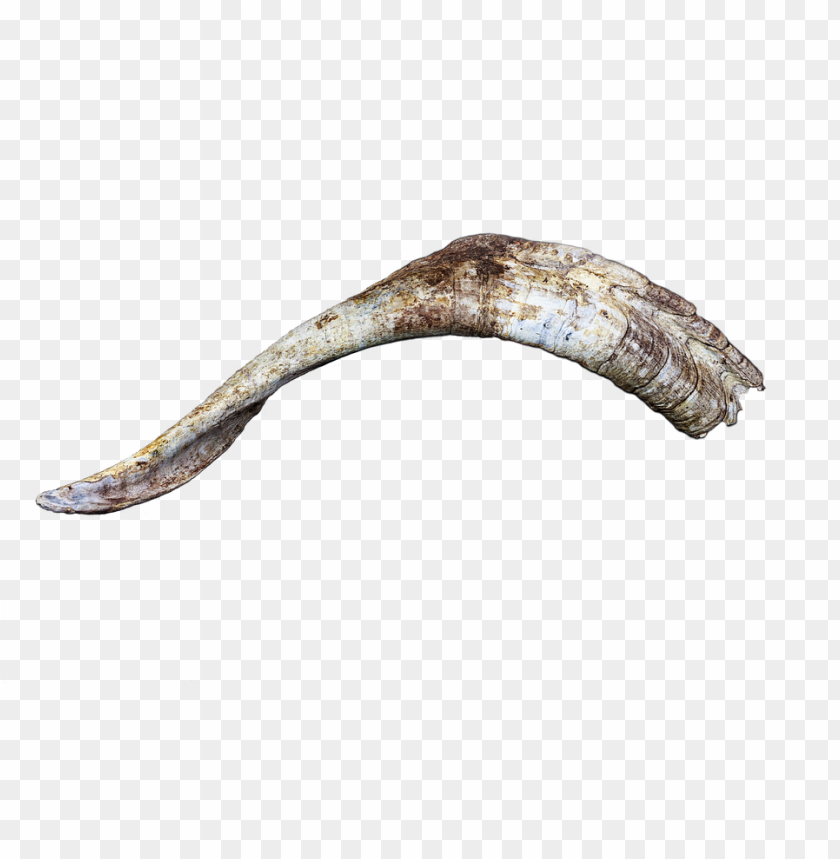 Horn Horns Bock Goat Billy Goat Head Isolated Fish Png Image With Transparent Background Toppng - roblox goat head