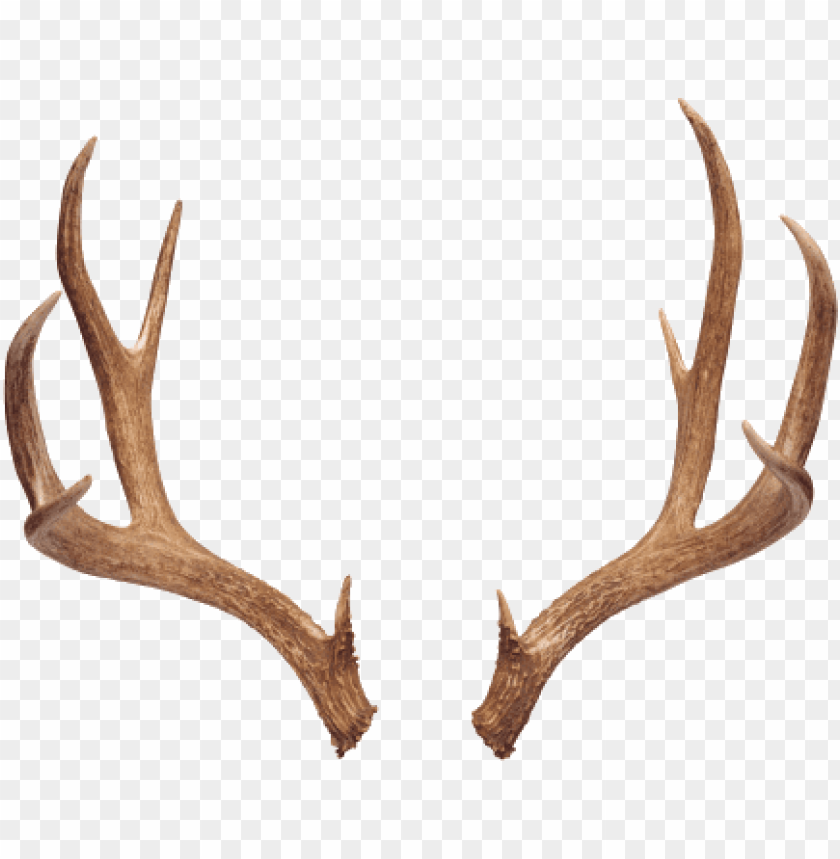horn, horns, deer head, french horn, design, devil horn, hunting