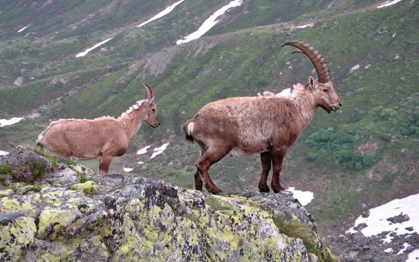 Horns Mountain Goat Rock Wallpaper Background Best Stock Photos Toppng - roblox goat horns