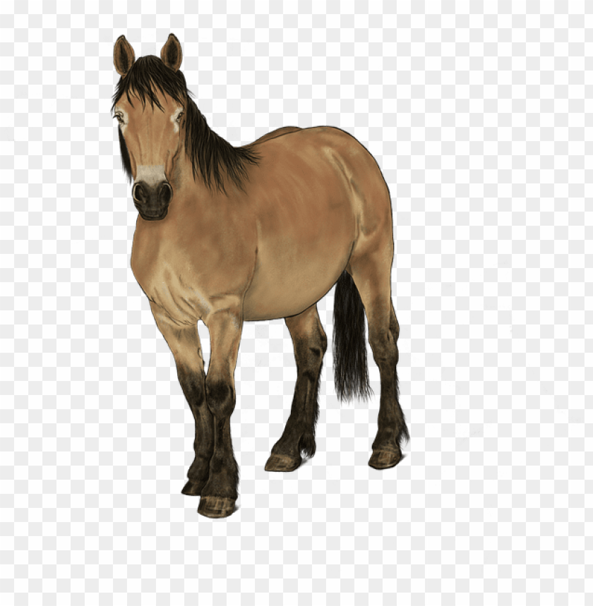 horse head, animal, unicorn, pony, horseshoe, horse shoe, dog