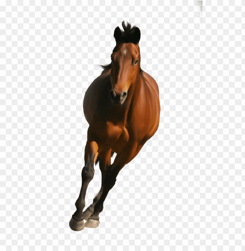 animals, horses, horse front, 
