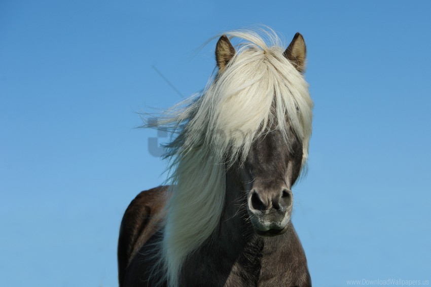 free PNG horse, iceland horse, mane, sky wallpaper background best stock photos PNG images transparent