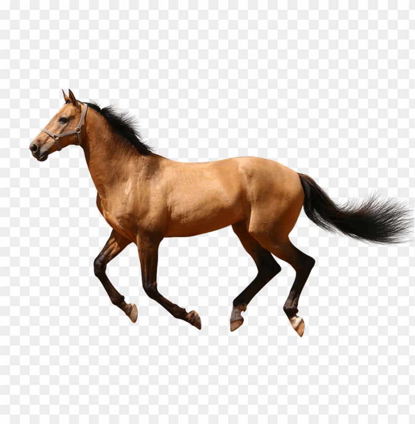 horse png, png,horse