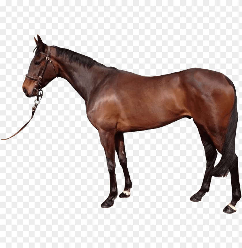 horse png, png,horse