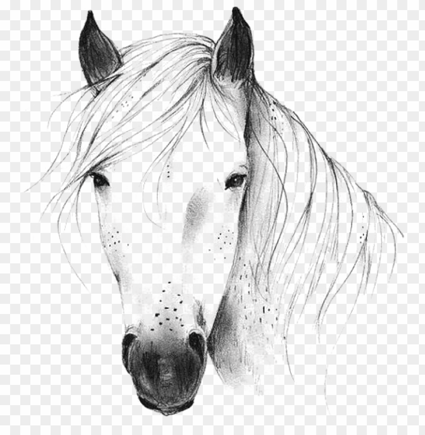 horse png & horse clipart transparent - wild horse head black and white PNG image with transparent background@toppng.com