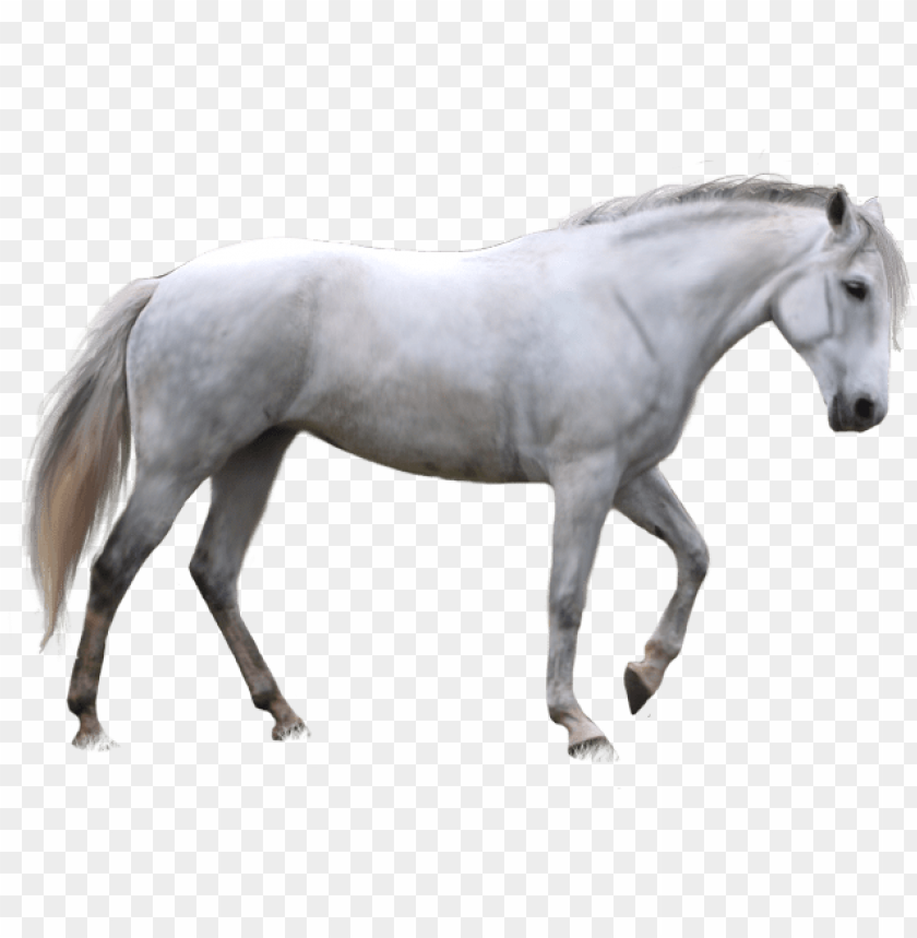 horse png image - white horse transparent background PNG image with  transparent background | TOPpng