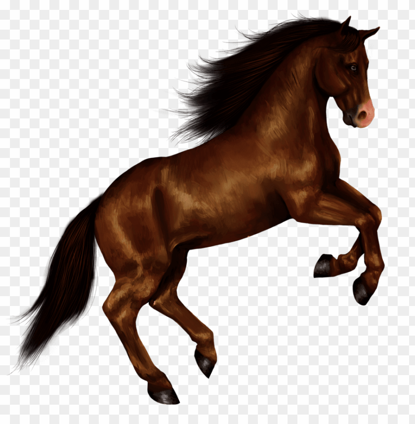 animals, horses, horse right jump, 