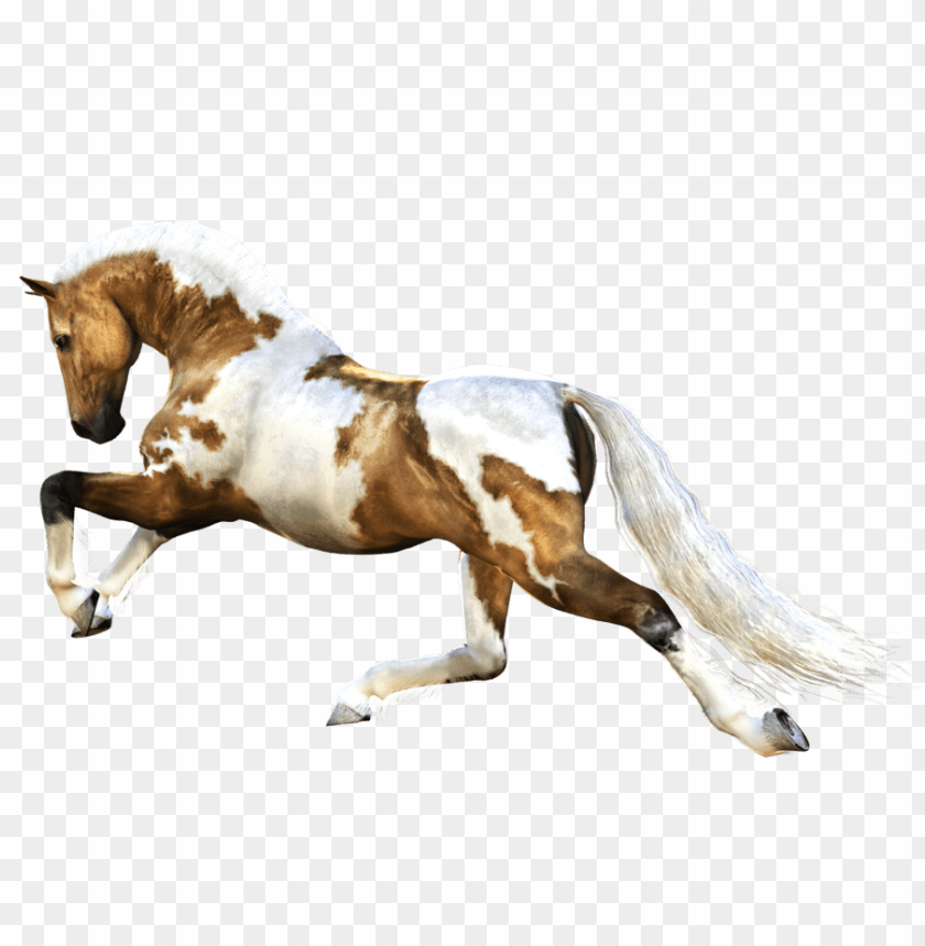 animals, horses, horse running, 