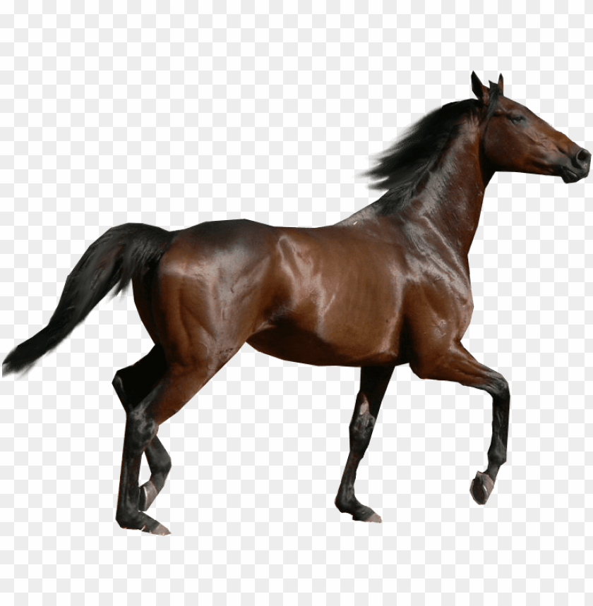 animals, horses, horse sideview, 