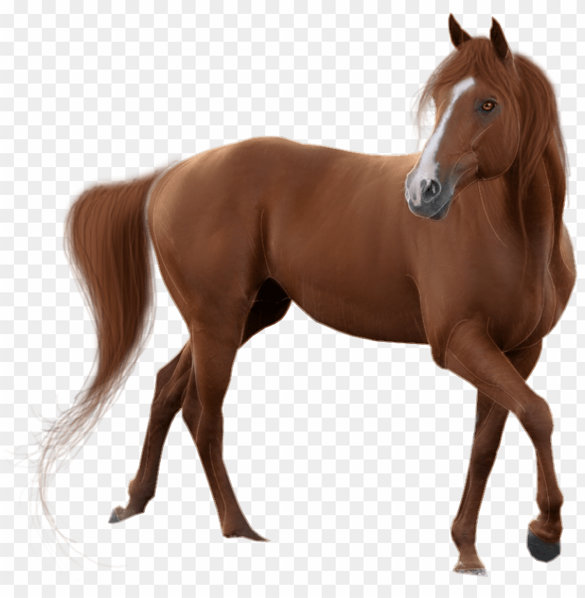 horse head, texture, pattern, frame, animal, wallpaper, design