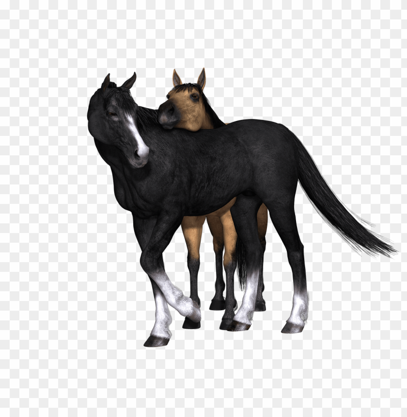 animals, horses, horses black horse looking back, 