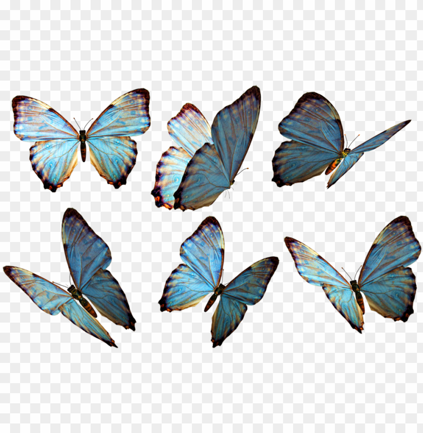 Hotoshop Clipart Beautiful Butterfly - Flying Butterfly PNG