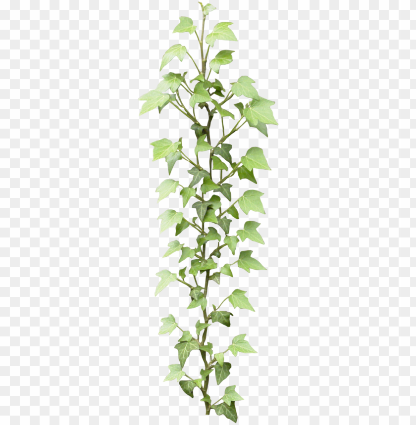 free PNG hotoshop rendering, photoshop design, photoshop images, - ivy PNG image with transparent background PNG images transparent