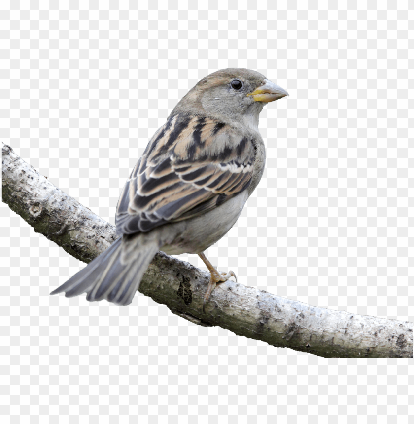 House Bird Finch American Sparrows - House Sparrow PNG Image With Transparent Background