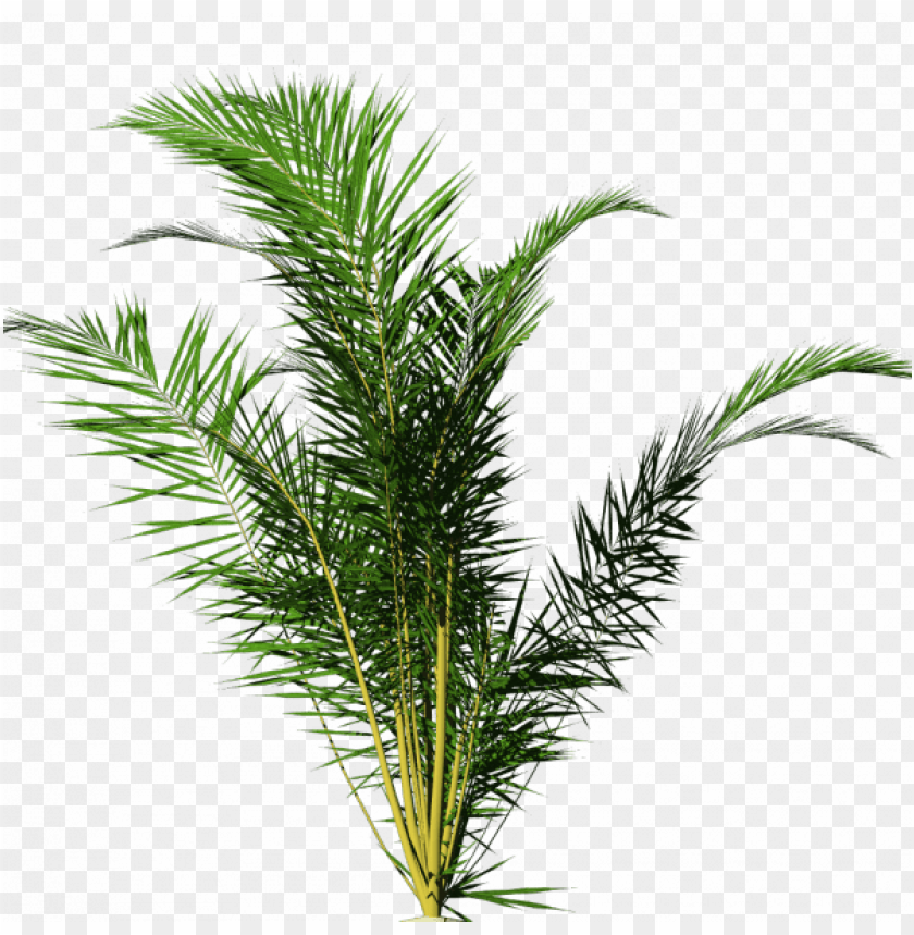 House Plant Png Download - Tropical Plants Png No Background PNG Transparent With Clear Background ID 162849