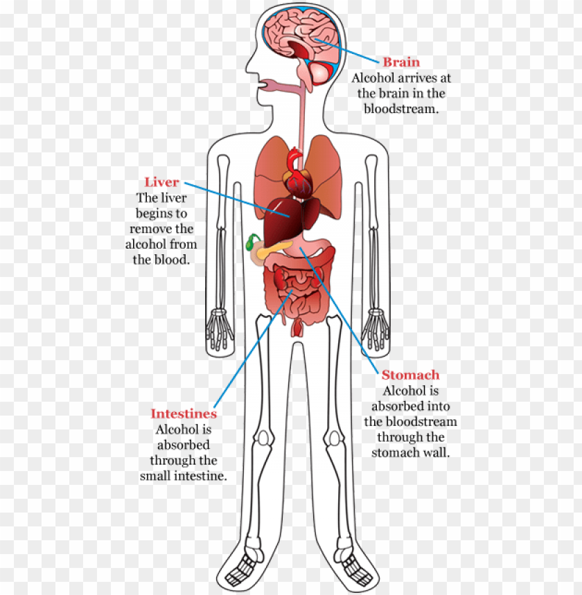 how alcohol deals with the body - alcohol enters the body PNG image with transparent background@toppng.com