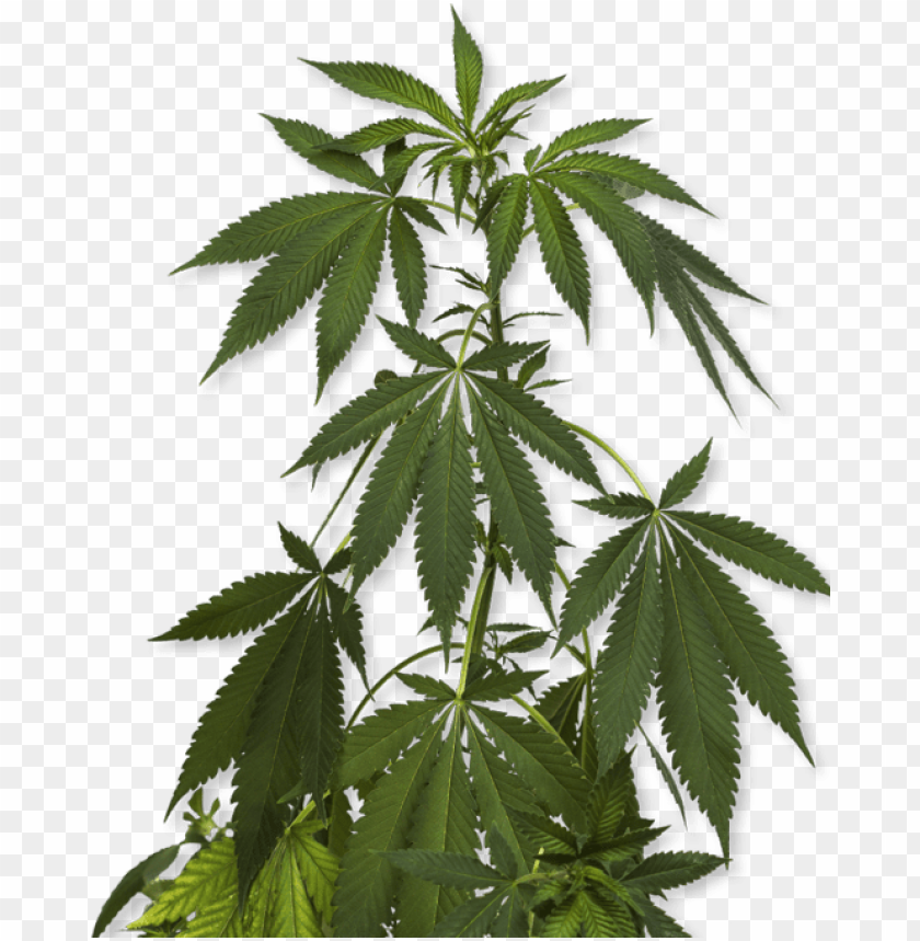 how to order marijuana plant PNG transparent with Clear Background ID 197007