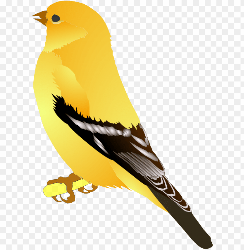 school, logo, bird, frame, golden, vector design, sparrow
