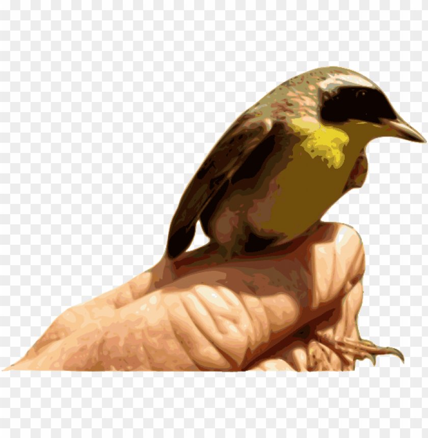 free PNG how to set use yellowthroat bird svg vector PNG image with transparent background PNG images transparent