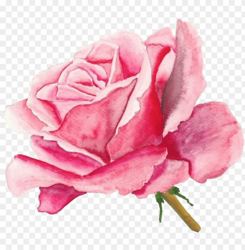 Нарисовать розовый цветок. Акварельные цветы. Розовые розы акварель. Цветы акварелью розы. Розовые Акварельные цветы.