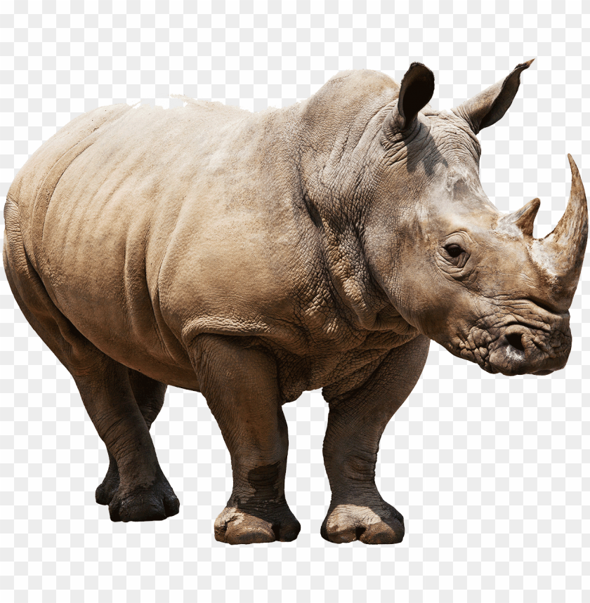 animals, rhinoceros, huge rhino, 