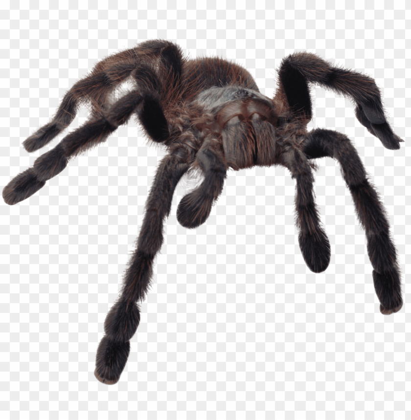 animals, insects, spiders, huge spider, 
