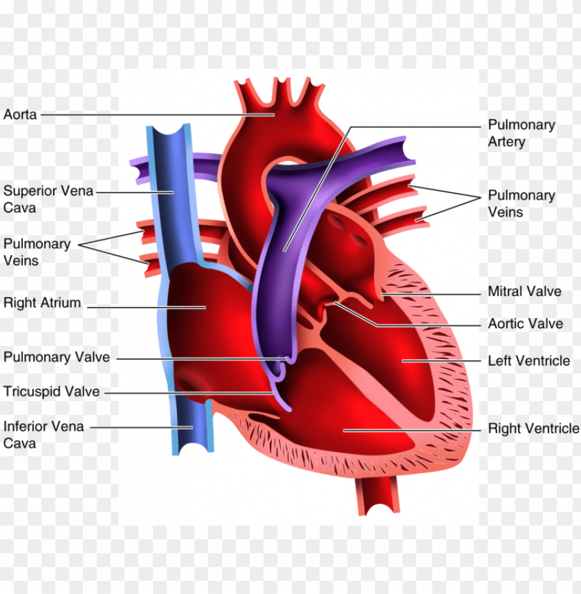 Human Heart Clipart Blood Flow Heart Png Image With Transparent