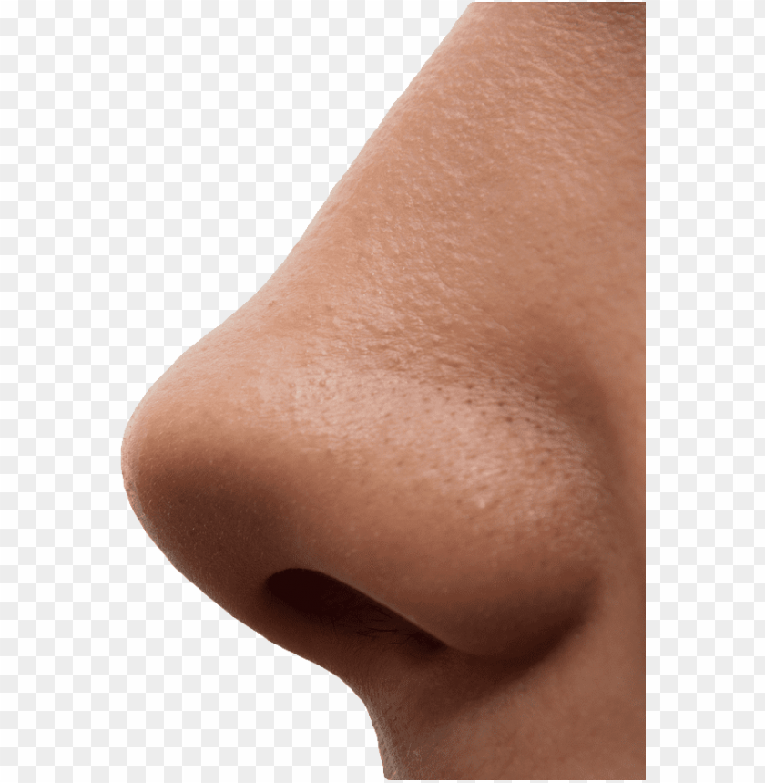 
nose
, 
human nose
, 
nostrils
, 
nasal bones
