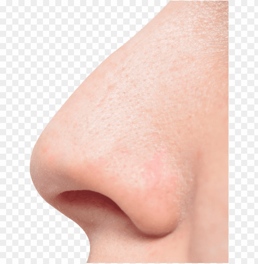 
nose
, 
human nose
, 
nostrils
, 
nasal bones
