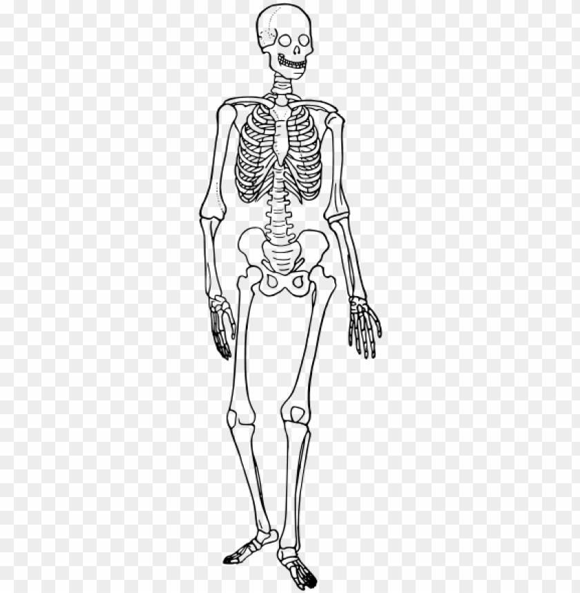 Skeletal System Chart Free