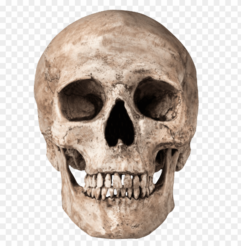 people, skulls and skeletons, human skull, 