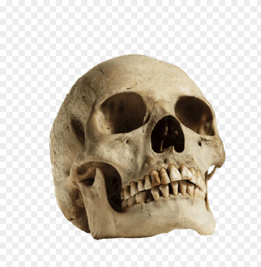 Transparent background PNG image of human skull looking up - Image ID 70021