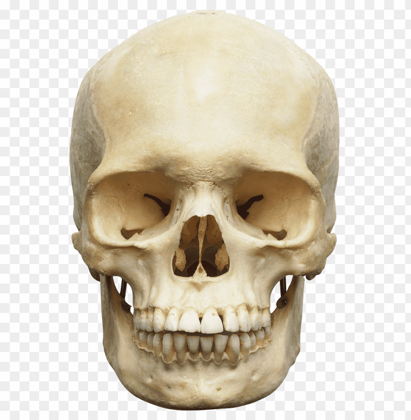 people, skulls and skeletons, human skull white, 