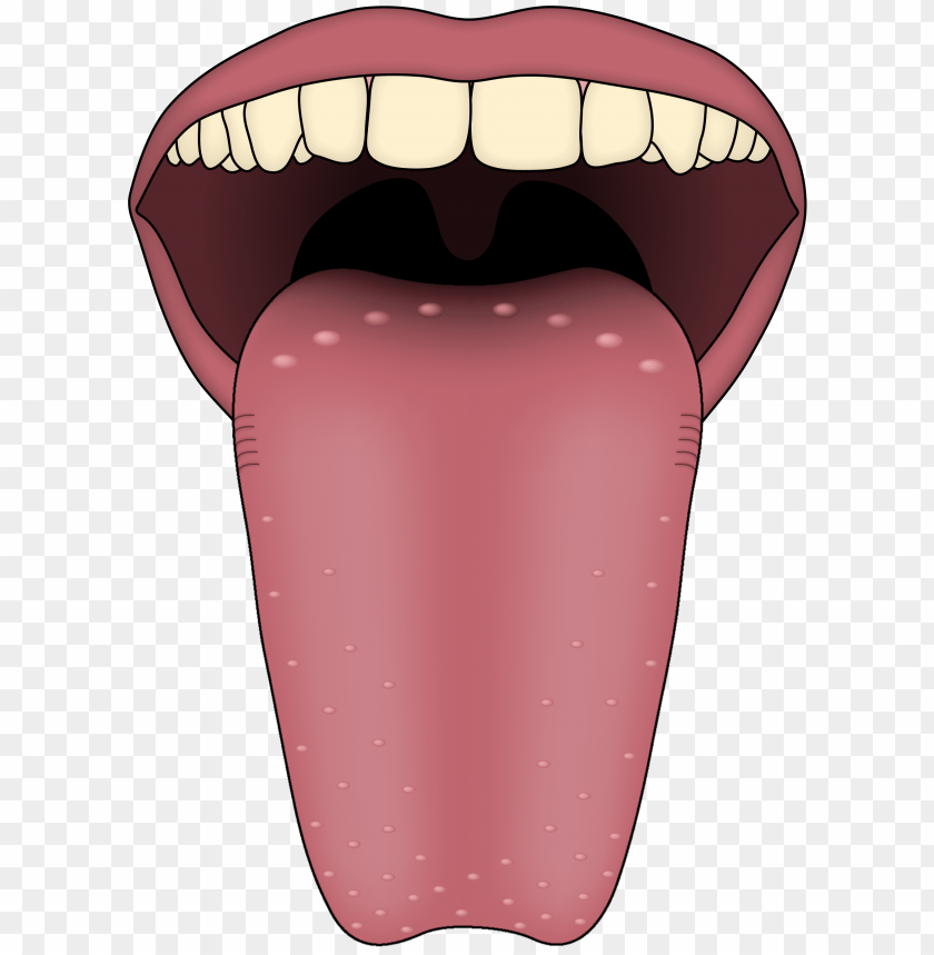 
tongue
, 
mouth
, 
swallowing
, 
taste buds
, 
human tongue

