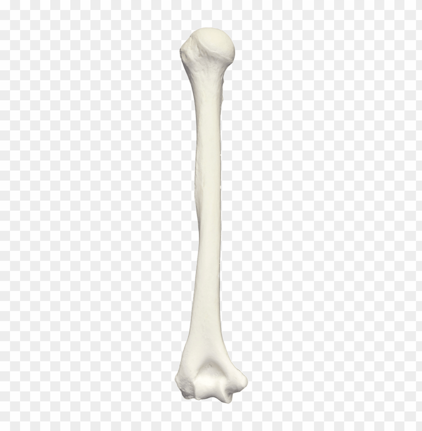 people, bones of the body, humerus bone, 
