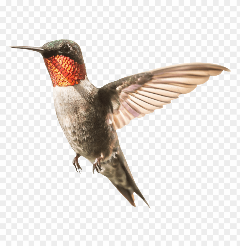 bird, small, hummingbird