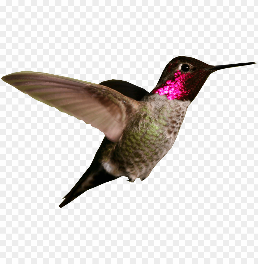 hummingbird png images background - Image ID 37766