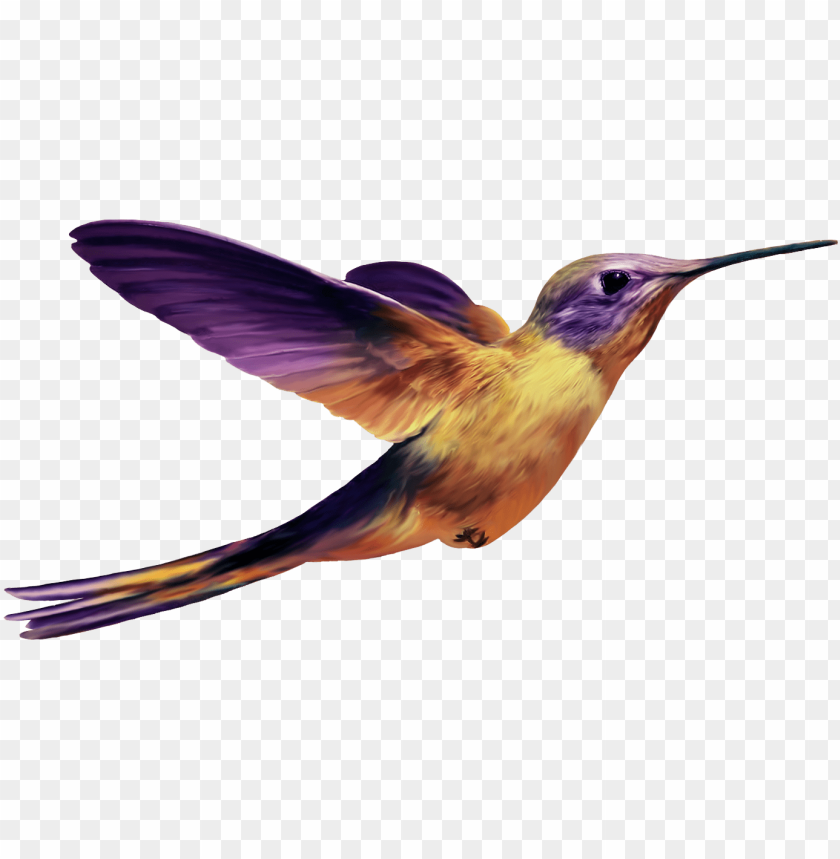 hummingbird png images background - Image ID 37773