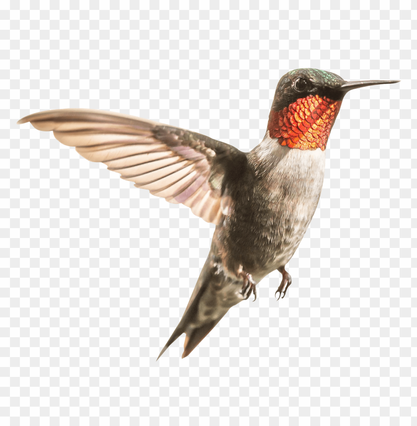 hummingbird png images background - Image ID 37785