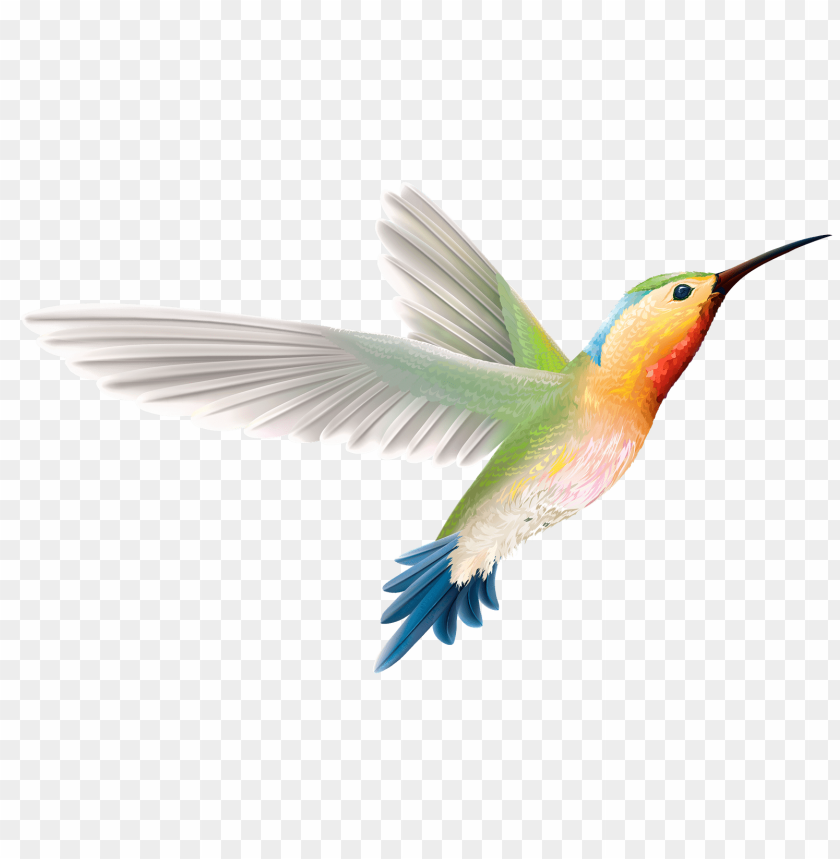 hummingbird,animals