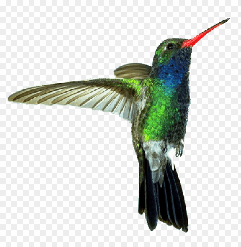 animals, birds, hummingbirds, hummingbird red green, 