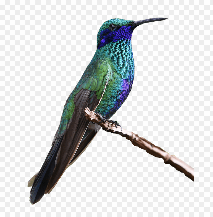 hummingbird s png images background - Image ID 37813