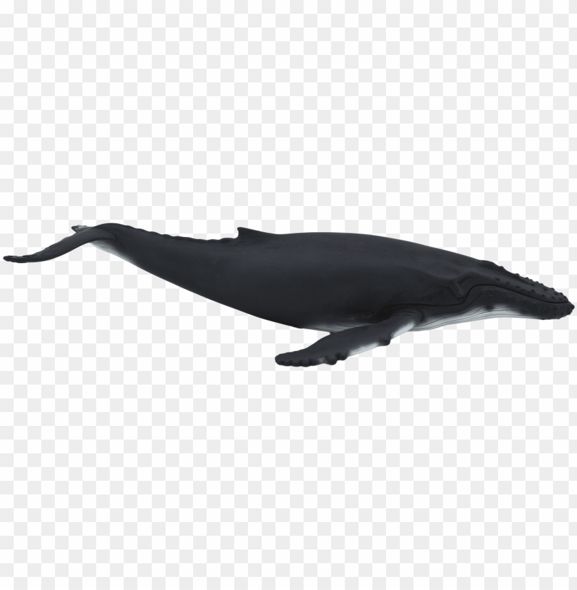 humpback whale - animal planet - humpback whale PNG image with transparent background@toppng.com