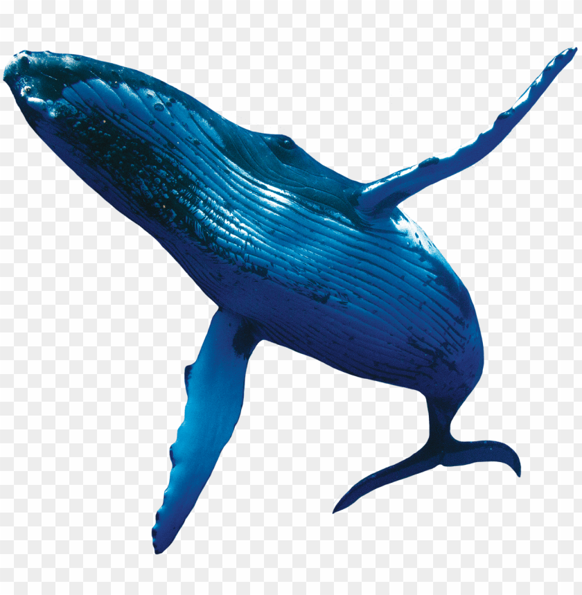 humpback whales whale PNG transparent with Clear Background ID 282029