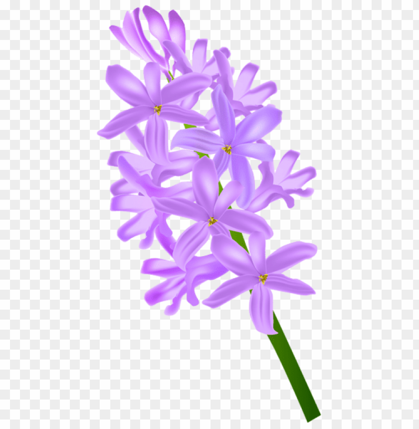 PNG image of hyacinth transparent with a clear background - Image ID 44719