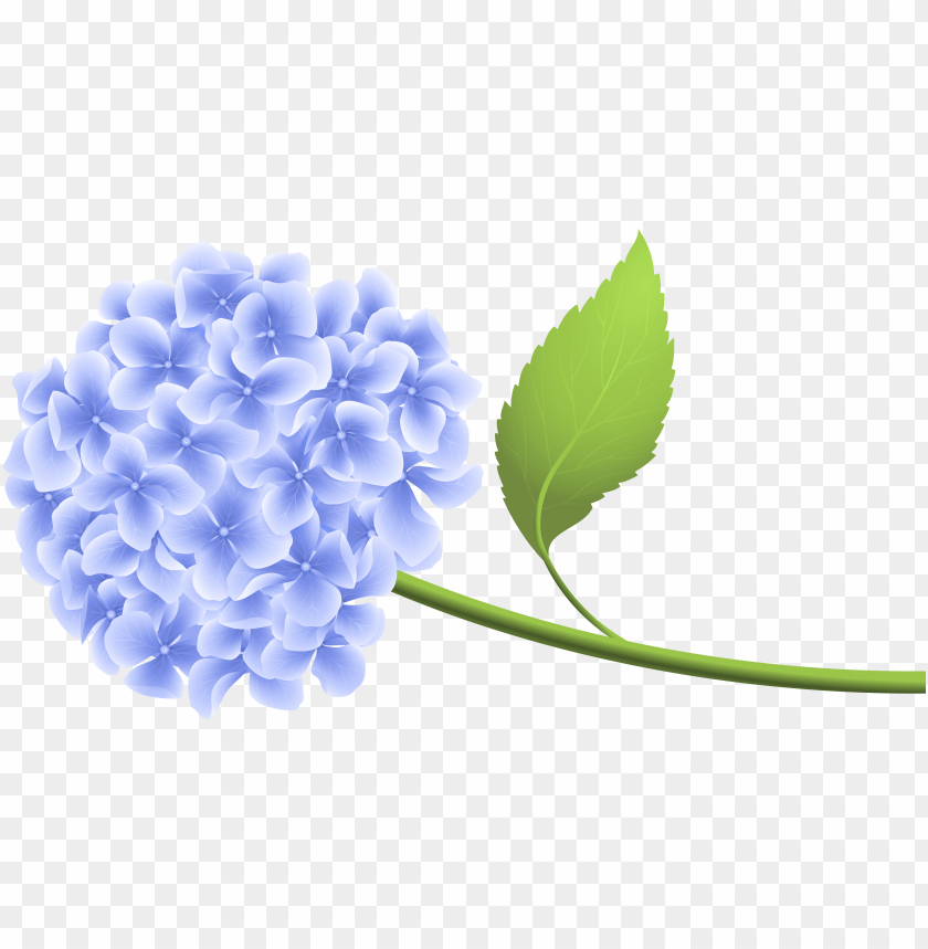 hydrangea clipart transparent background PNG transparent with Clear Background ID 191354