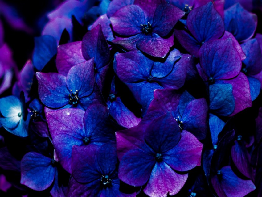 hydrangea, flowers, inflorescence, blue, bloom
