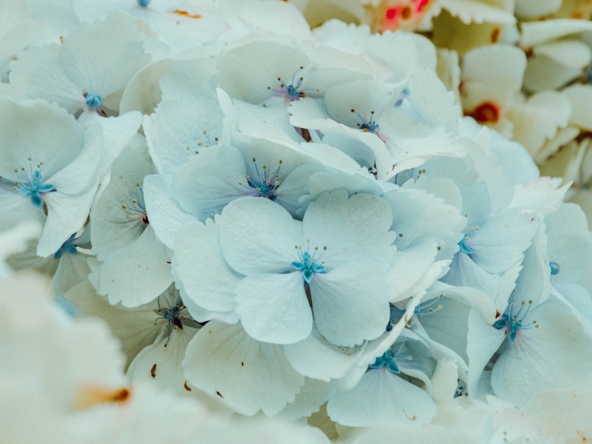 hydrangea, flowers, inflorescence, blue, flowering
