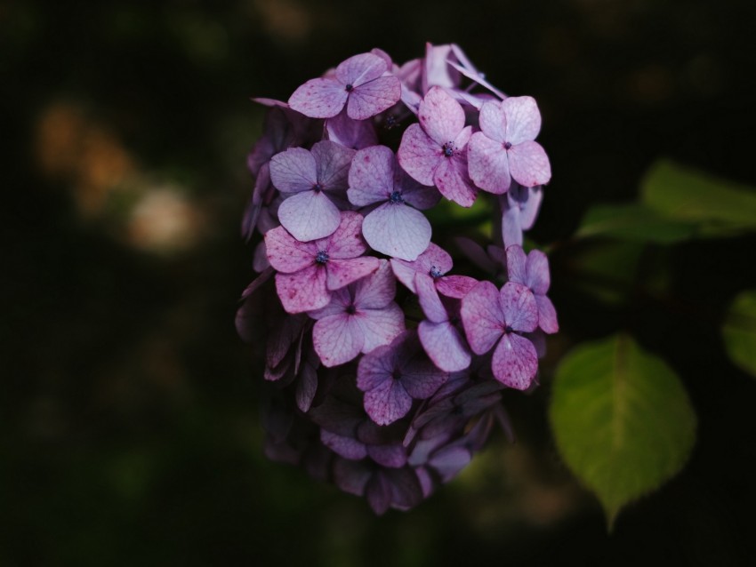 hydrangea, flowers, inflorescence, lilac, bloom