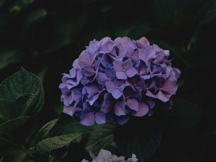 hydrangea, flowers, inflorescences, purple, dark